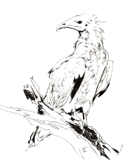 Egyptian Vulture by Kathy Nutt
